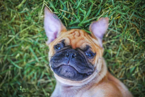 Lindo Chihuahua Pug Mix Cachorro Chug Mirando Cámara Mientras Está —  Fotos de Stock