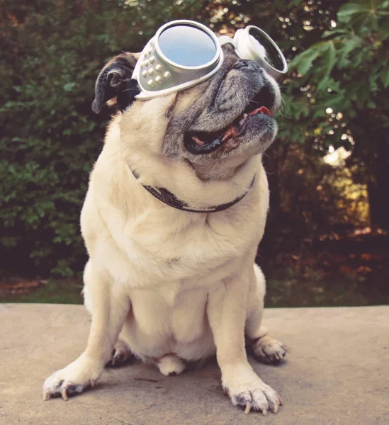 一个可爱的哈巴狗坐在公园与飞行员护目镜色调与复古的复古 Instagram 过滤器 — 图库照片