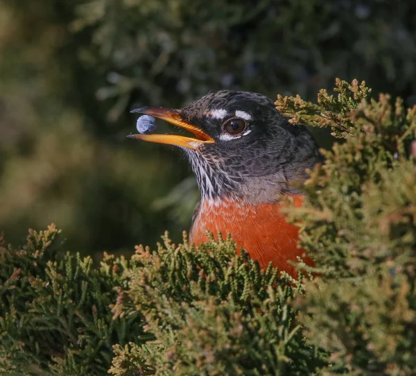 一只知更鸟从杜松灌木中吃浆果 — 图库照片