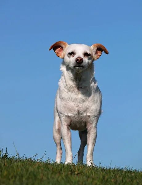 Cute White Chihuahua Goggles Enjoying Warm Summer Day Green Grass — Stock Photo, Image