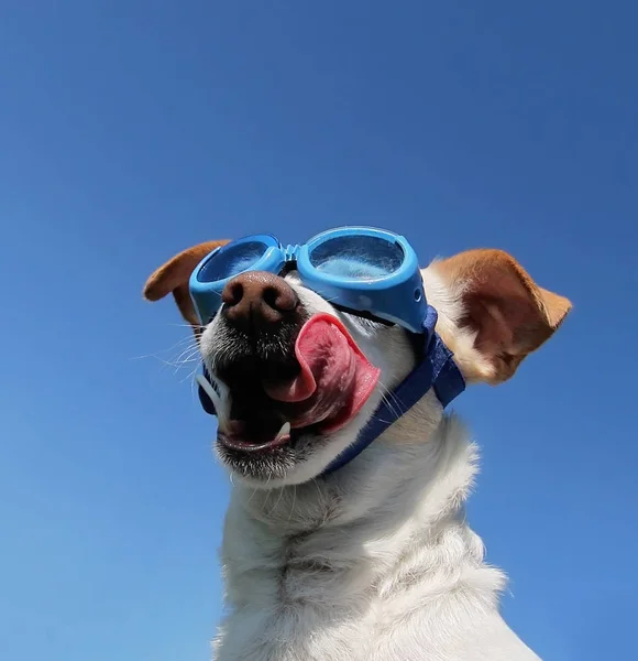 Niedlichen Weißen Chihuahua Mit Brille Genießen Einen Warmen Sommertag Mit — Stockfoto