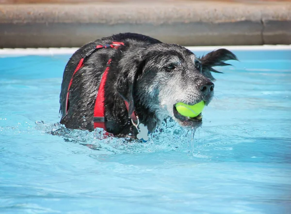 Schattige hond zwemmen in een openbaar zwembad — Stockfoto