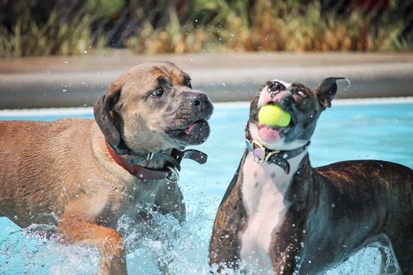 公共プールでかわいい犬 — ストック写真