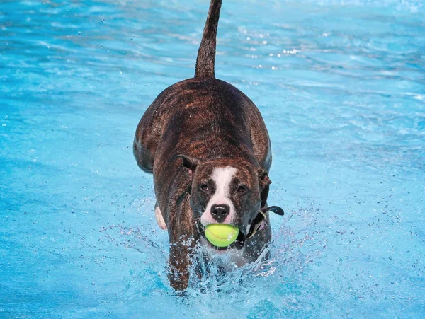 Lindo perro nadando en una piscina pública — Foto de Stock