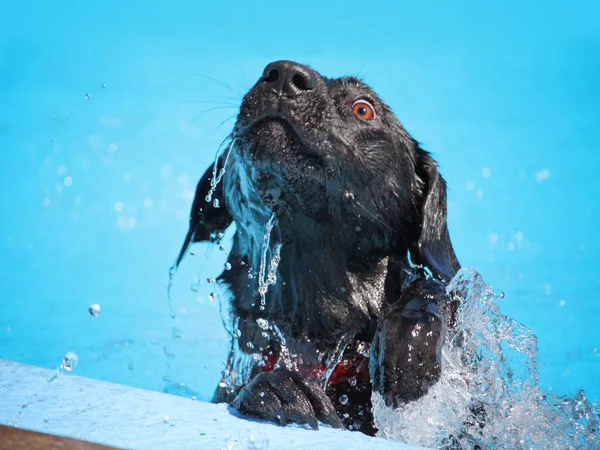 Söt hund simma i en offentlig pool — Stockfoto