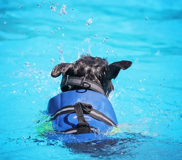 Mignon chien nageant dans une piscine publique — Photo