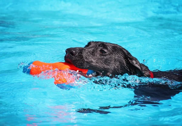 Schattige hond zwemmen in een openbaar zwembad — Stockfoto