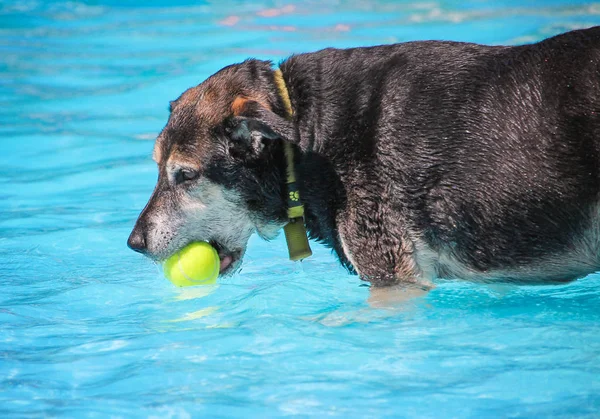 Schattige hond zwemmen in een openbaar zwembad — Stockfoto