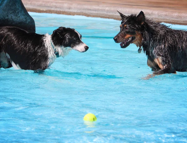 Leuke honden in een openbaar zwembad — Stockfoto