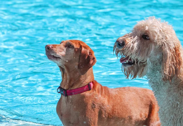 公共プールでかわいい犬 — ストック写真