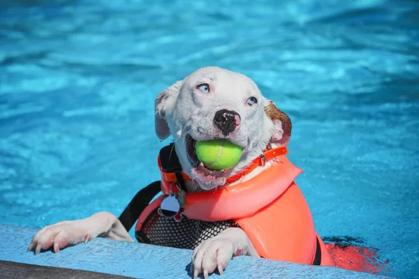 Mignon chien nageant dans une piscine publique — Photo