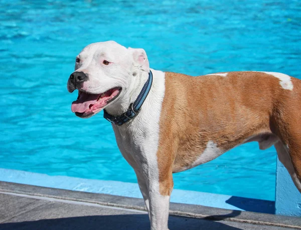 Schattige hond zwemmen in een openbaar zwembad — Stockfoto