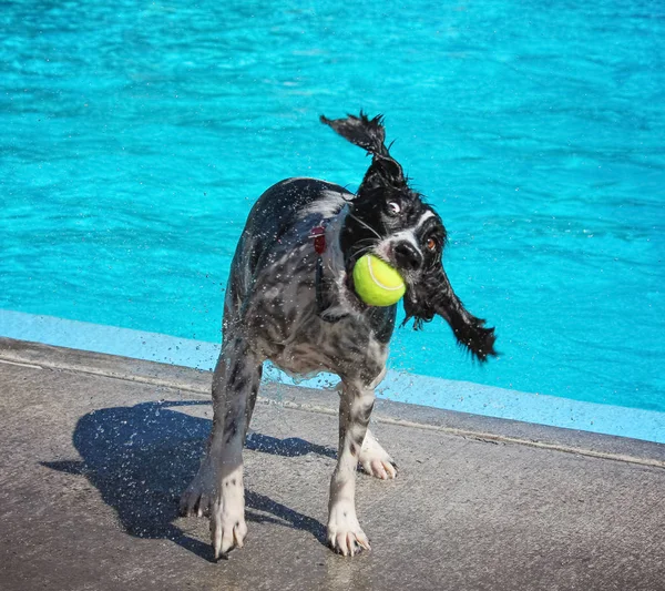 Hund som simmar i en allmän pool — Stockfoto