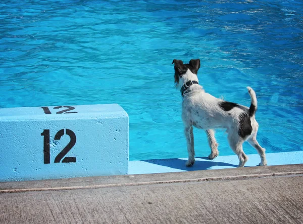Cane che nuota in una piscina pubblica — Foto Stock