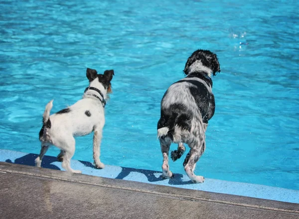 Cute dogs  in a public pool — Stock Photo, Image