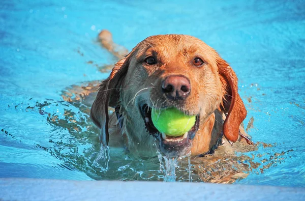 Hond zwemmen in een openbaar zwembad — Stockfoto