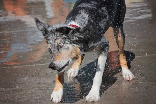 Hond zwemmen in een openbaar zwembad — Stockfoto