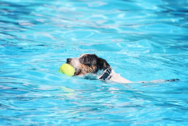 Dog swimming in a public pool — Stock Photo, Image