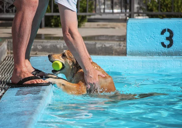 可爱的狗在公共游泳池游泳 — 图库照片