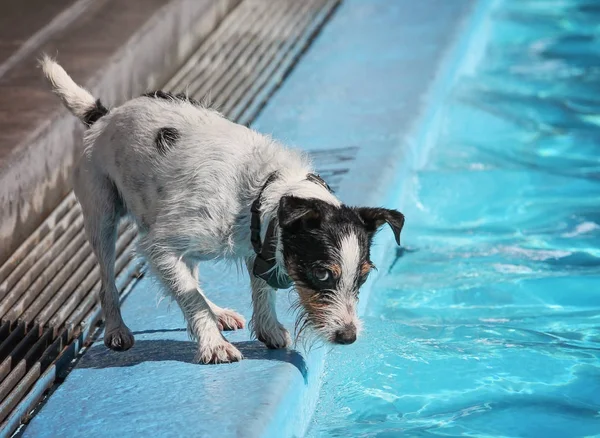 Hond zwemmen in een openbaar zwembad — Stockfoto