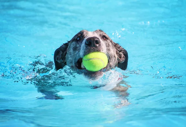 Hond zwemmen in een openbaar zwembad — Stockfoto