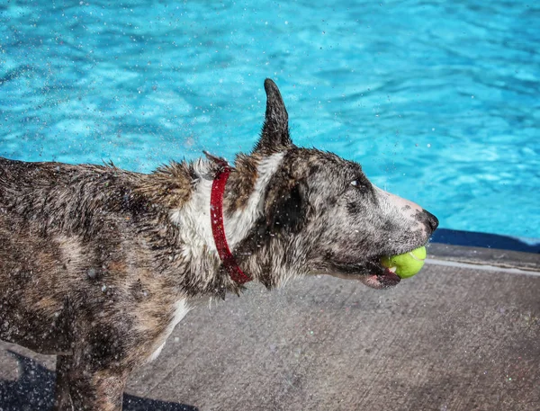 Hund som simmar i en allmän pool — Stockfoto