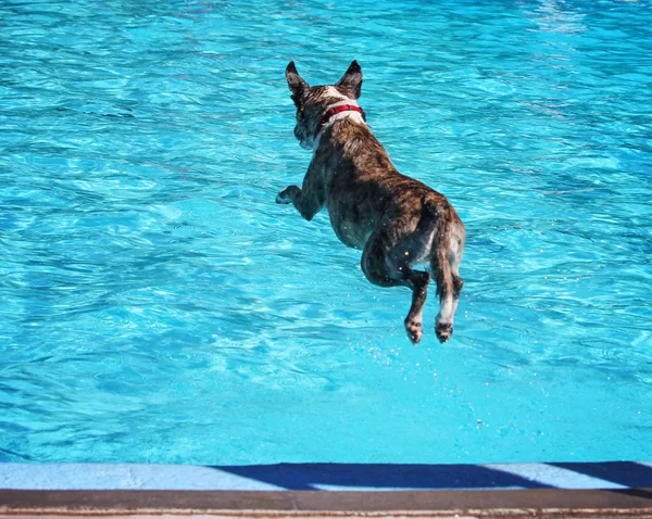 Собака плаває в громадському басейні — стокове фото
