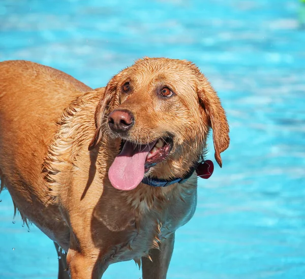 Dog swimming in a public pool — Stock Photo, Image