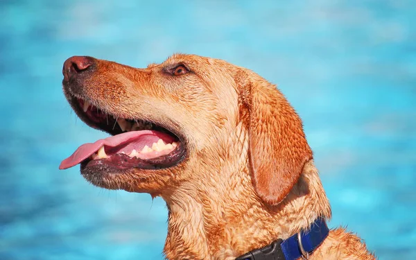 Dog swimming in a public pool — Stock Photo, Image