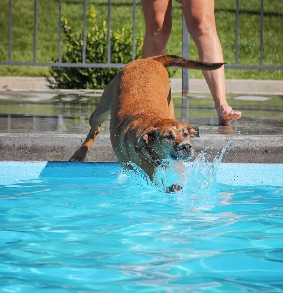 Anjing berenang di kolam renang umum — Stok Foto
