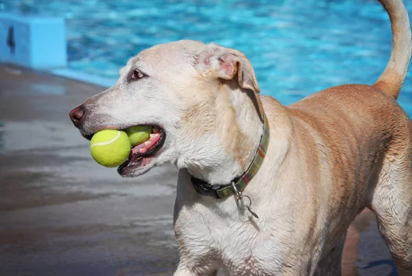 Cão nadando em uma piscina pública — Fotografia de Stock