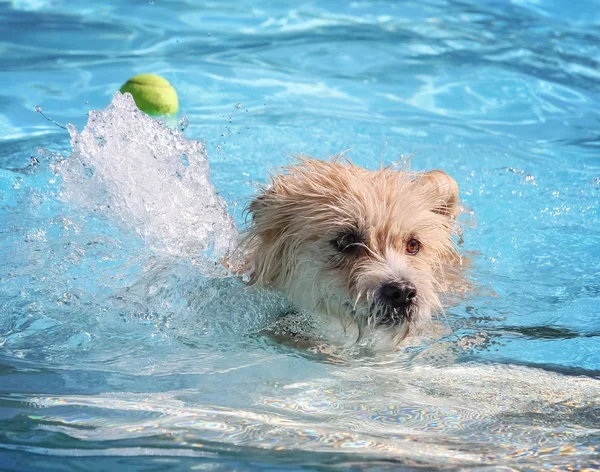 Hund som simmar i en allmän pool — Stockfoto