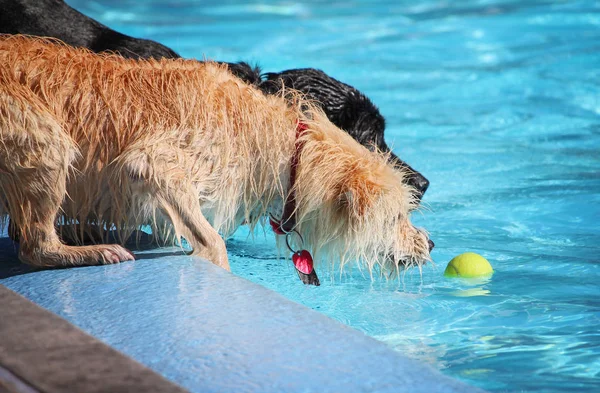 Niedliche Hunde in einem öffentlichen Pool — Stockfoto