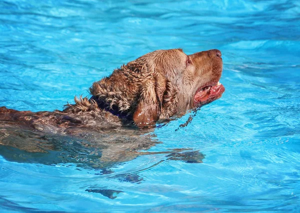 Hund som simmar i en allmän pool — Stockfoto