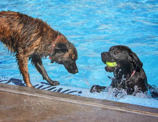 Leuke honden in een openbaar zwembad — Stockfoto