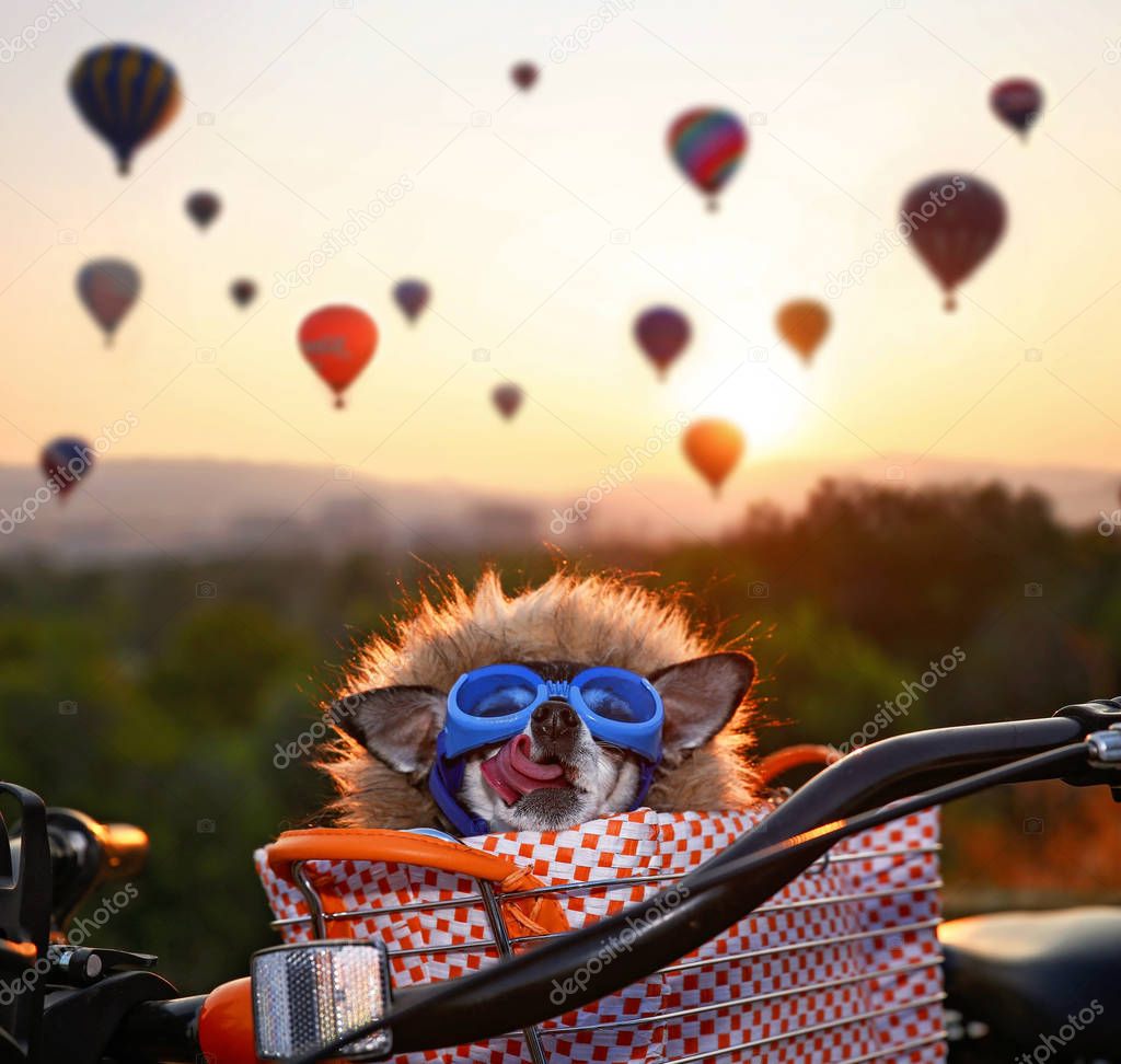 an adorable chihuahua in a bicycle basket at a hot air balloon l