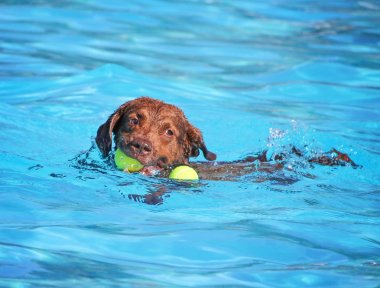 sevimli köpek ortak bir havuzda yüzme 