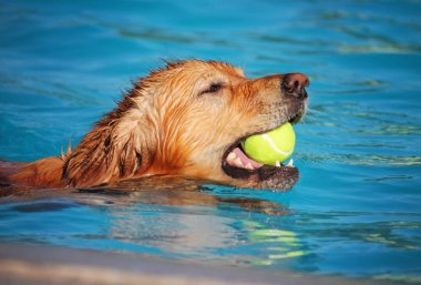 sevimli köpek ortak bir havuzda yüzme 