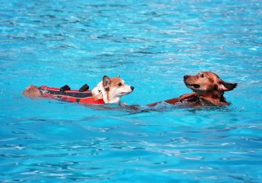 ortak bir havuzda oynayan köpek 