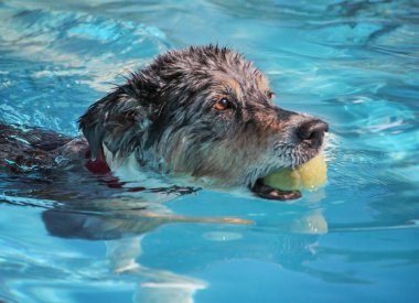 sevimli köpek ortak bir havuzda yüzme 