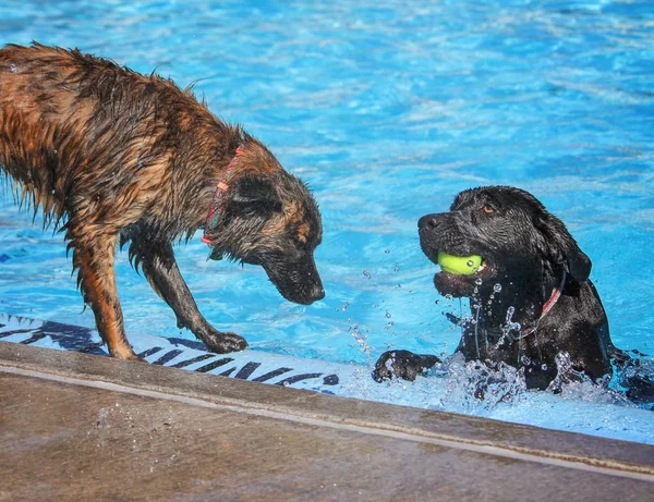 Cute dogs  in a public pool — Stock Photo, Image