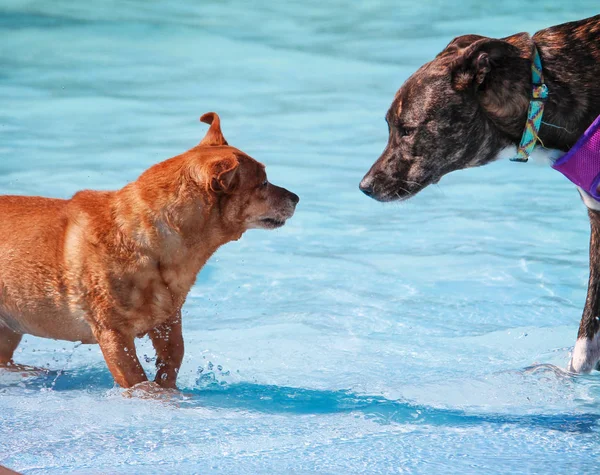 Simpatici cani in una piscina pubblica — Foto Stock