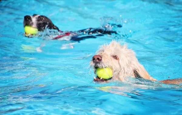Søde hunde i en offentlig pool - Stock-foto