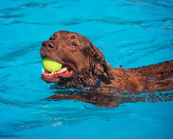 Hund som simmar i en allmän pool — Stockfoto