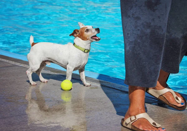 Милая собака в общественном бассейне — стоковое фото