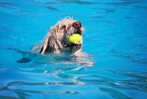 Perro nadando en una piscina pública — Foto de Stock