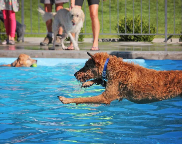 Söta hundar i en allmän pool — Stockfoto