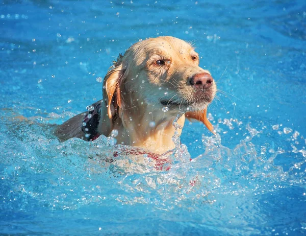 公共のプールで泳いでいる犬 — ストック写真