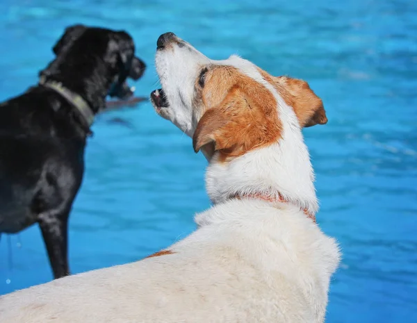 Söta hundar i en allmän pool — Stockfoto