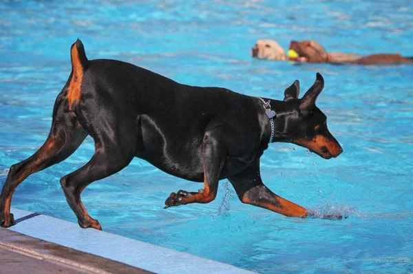 Roztomilý psů ve veřejném bazénu — Stock fotografie